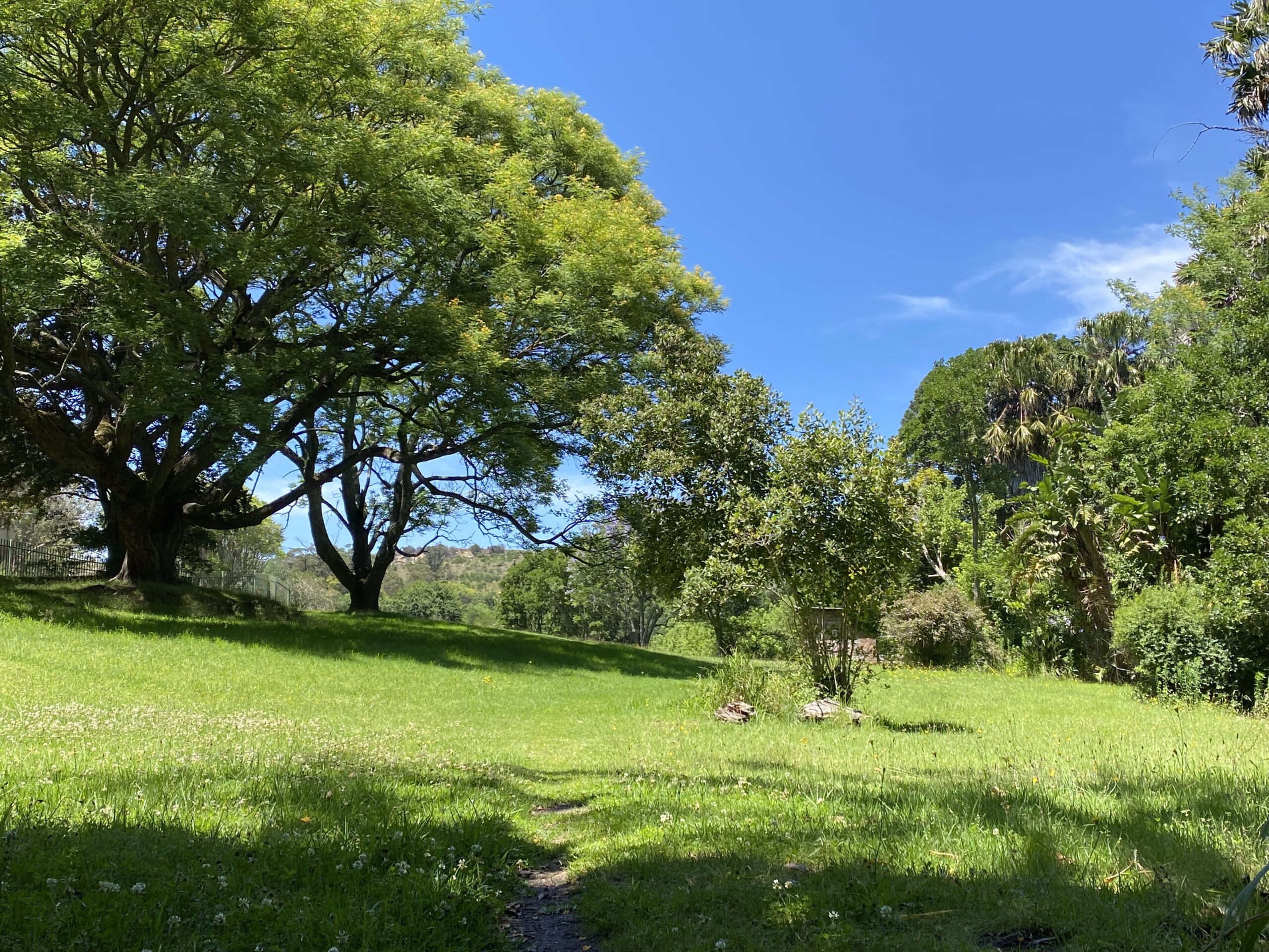 Picture of a field with three trees in the foreground and a forest in the background.